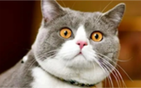 猫咪体检项目价格表