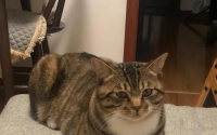 “狸花猫”有这9个表现，说明已经认你为主了！