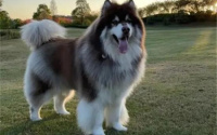 大型犬最佳喂养方法