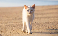 猫咪能带上高铁吗