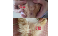 公猫和母猫哪个好养