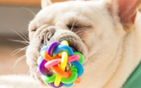 2个月幼犬磨牙适合咬什么?