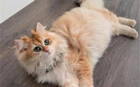 猫咪换毛期一般在什么时候