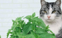 猫薄荷是什么