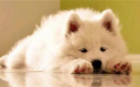 狗粮猫粮可以一起吃吗