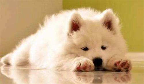 狗粮猫粮可以一起吃吗