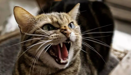 猫胡须的作用