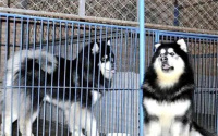 大型犬寄养多少钱一个月