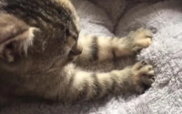 猫猫踩奶代表什么意思