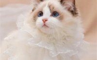 网评“脾气最好”的几种猫，能放心养
