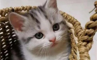 盘点“比狗还忠诚”的六种猫 你家上榜了吗