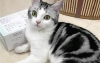 “性格温顺”的几种猫,家里有娃也很适合养!