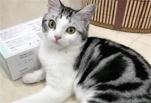 “性格温顺”的几种猫，家里有娃也很适合养！