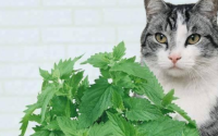 猫薄荷对猫有什么作用