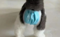 绝育后放归的猫结局怎么样