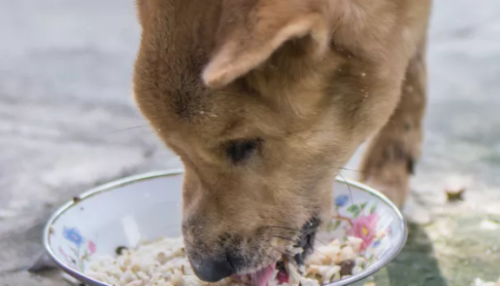 狗狗可以吃米饭吗