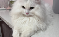 网评“最忠诚”的猫,和“最白眼狼”的猫