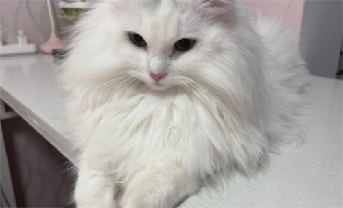 网评“最忠诚”的猫，和“最白眼狼”的猫