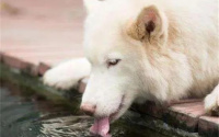 狗狗喝水多尿多咋回事