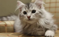 猫粮里的诱食剂是什么