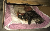猫会不会有假死的状况