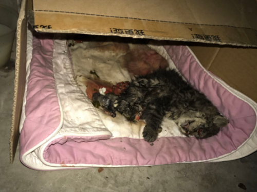 猫会不会有假死的状况