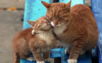 两只公猫可以一起养吗