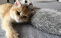 楼房里养猫会不会味道太大