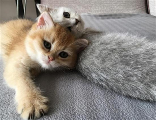 楼房里养猫会不会味道太大