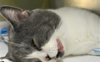 猫绝育后会恨主人吗