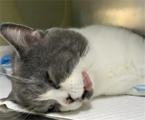 猫绝育后会恨主人吗
