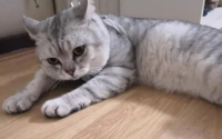 公猫好还是母猫好
