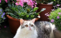家里有猫咪可以养什么花