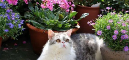 家里有猫咪可以养什么花
