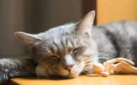 猫喉咙一直发出咕噜噜