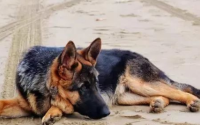 记仇最严重的4种猛犬,其中它连主人都不放过,谨慎饲养