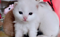 可以带猫咪上高铁吗