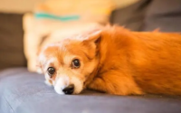 狗狗严重脱毛是怎么回事