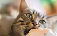 猫为什么突然咬我一口？4个常见的咬人原因
