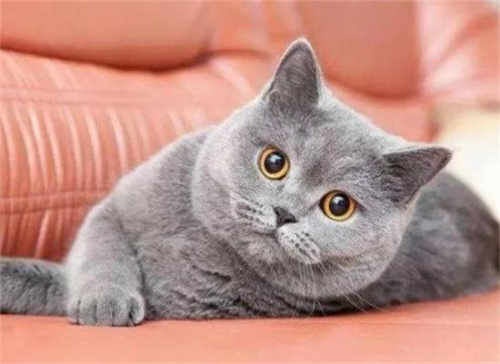 “自带臭味”3种猫和“自带香味”3种猫!
