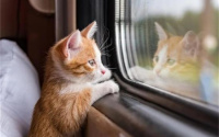 猫可以坐高铁吗