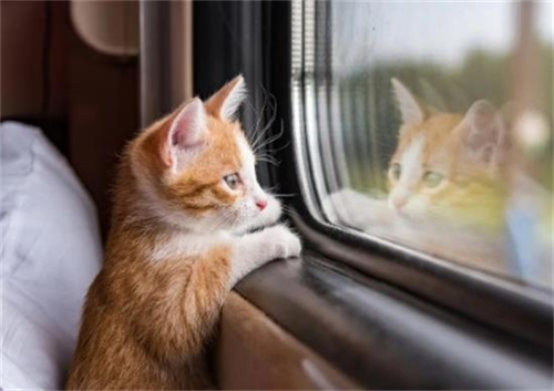 猫可以坐高铁吗
