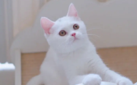 不同颜色和品种的猫咪性格是否有差异?