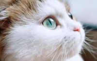 猫咪脱毛怎么解决
