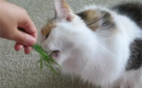 猫咪吸多了猫薄荷有害吗