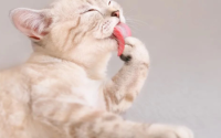 猫咪生气有哪些表现？
