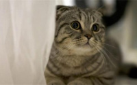猫咪也会有创伤后应激障碍吗？