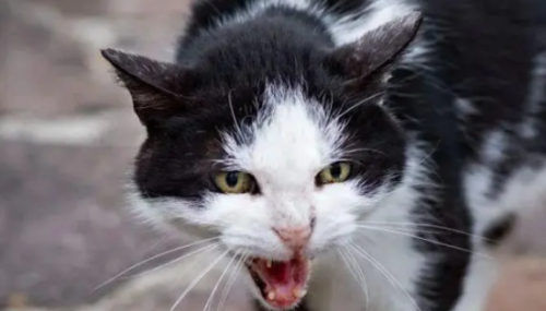 猫是怎么得狂犬病的
