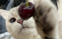 猫能吃樱桃吗