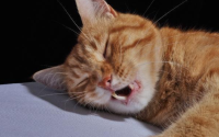猫睡觉的时候呼吸声很重